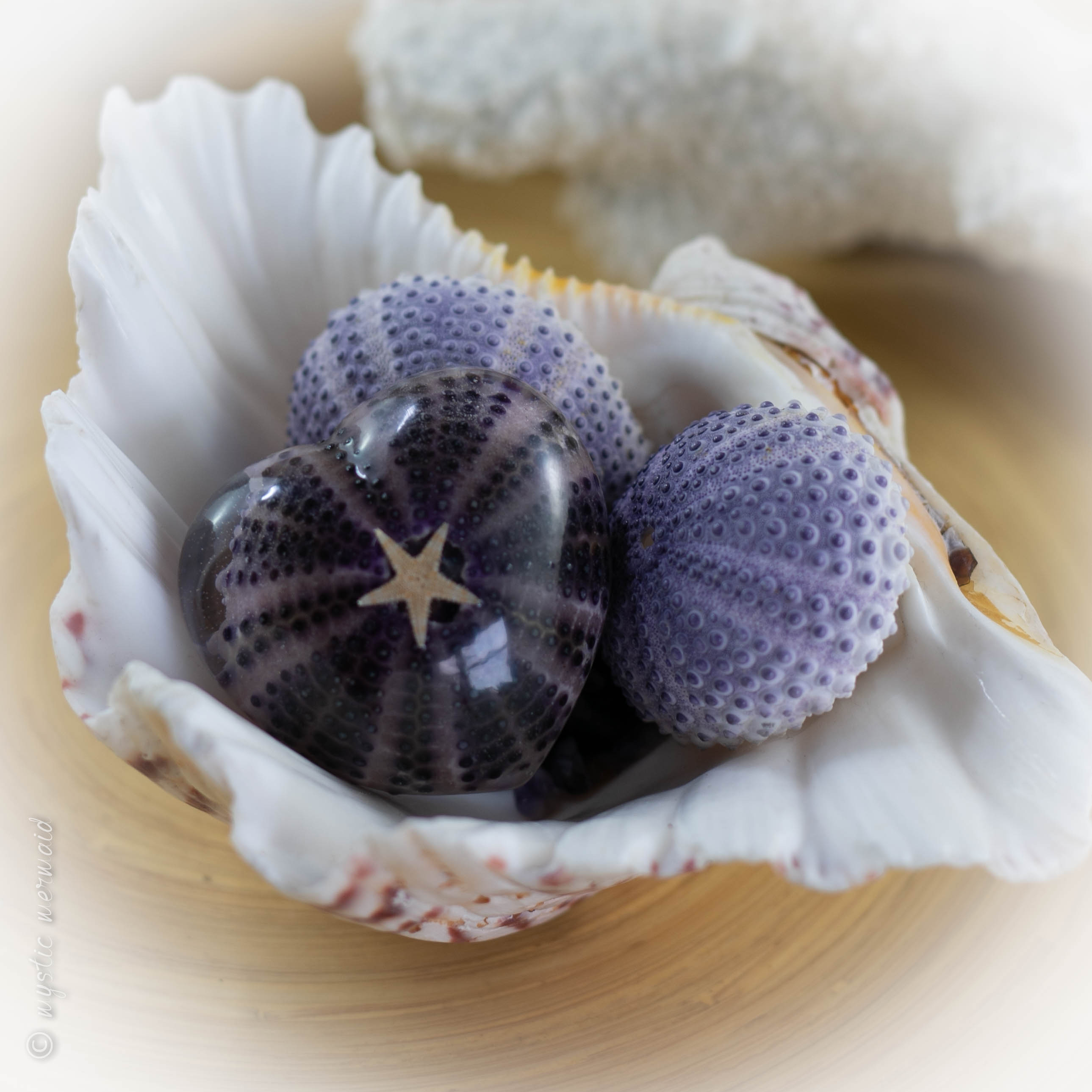 Purple Sea Urchin with Amethyst "secret garden"